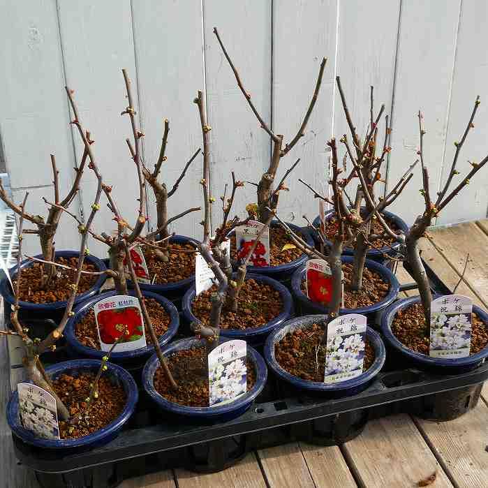 Amazon.co.jp: ボケ 黒潮 4号鉢 盆栽素材 木瓜 春の花 251203 : DIY